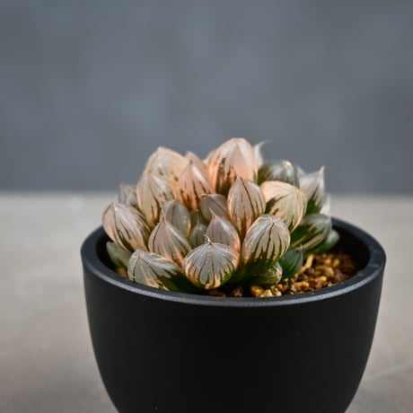 Haworthia cooperi var. truncata 'Black Obtusa' f. variegata / ハオルチア ブラック オブツーサ 錦