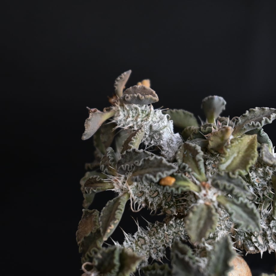 65c32617cbce5201e4caa34d
