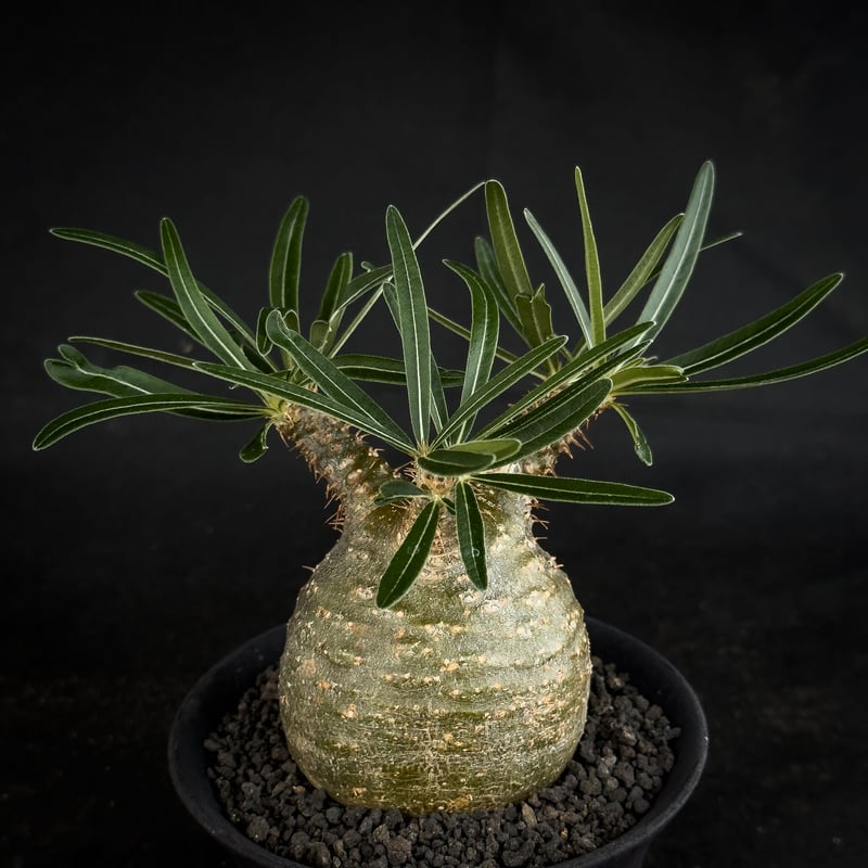 メディコムトイ ボタナイズ MEDICOM TOY×BOTANIZE ボタナイズ