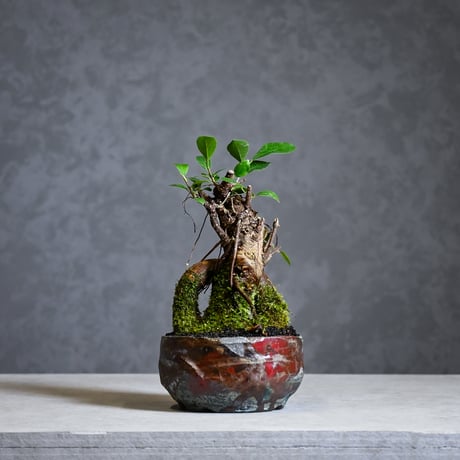 ガジュマル | STORES