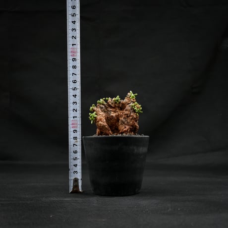 Ceraria pygmaea / ケラリア ピグマエア 【発根済】 [雌雄未判別]
