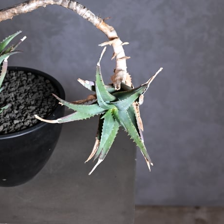 Aloe arborescens Mill. / アロエ アルボレセンス キダチアロエ (木立アロエ)【発根済】