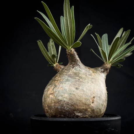 Pachypodium rosulatum var. gracilius / パキポディウム グラキリス 【微発根】