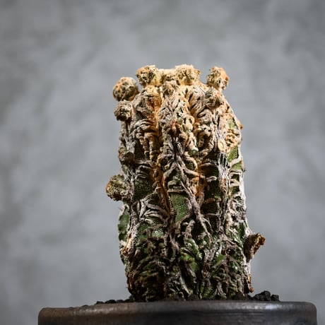 Astrophytum myriostigma f. monstrosa / アストロフィツム 子吹き鸞鳳玉 石化 (モンストローサ) (ランポー)【実生】 + 信楽焼