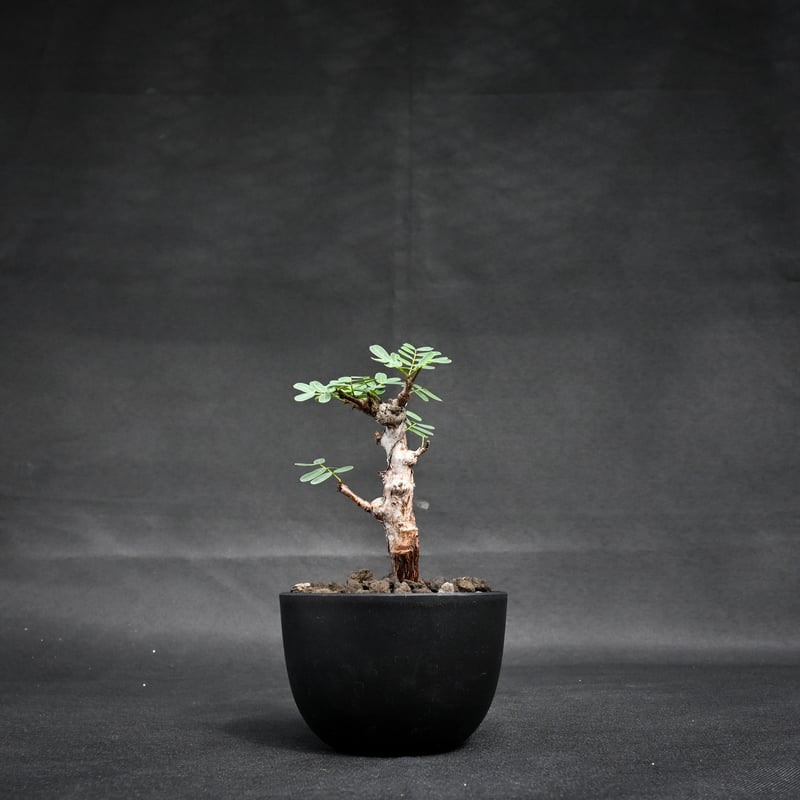 発根済み センナメリディオナリス