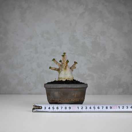 Adenium arabicum 'D.H.A.' / アデニウム アラビカム 獅子葉  【発根済】+ 信楽焼