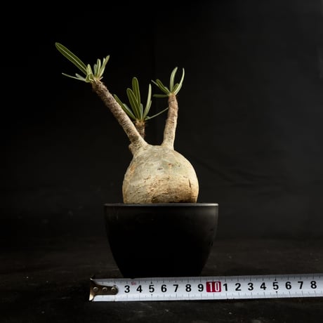 Pachypodium rosulatum var. gracilius / パキポディウム グラキリス 【微発根】