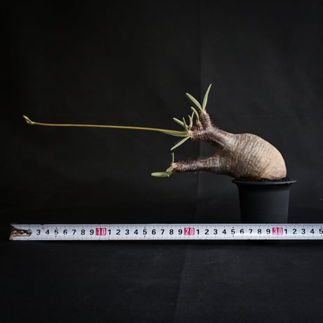 Pachypodium rosulatum var. gracilius / パキポディウム グラキリス 【発根済】