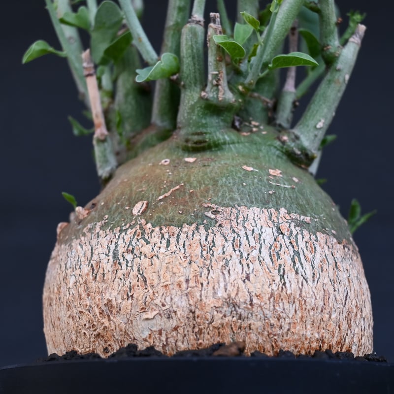 Adenia spinosa / アデニア スピノーサ 【発根済】 | GREEN MONSTERS