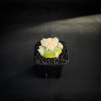 Lophophora diffusa / ロフォフォラ ディフューサ 翠冠玉 【実生】