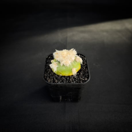 翠冠玉 | STORES