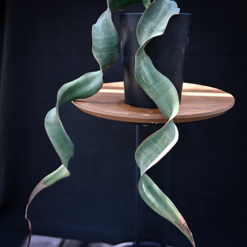 ウェルウィッチア・ミラビリス～Welwitschia mirabilis Welwitschia mirabilis / ウェルウィッチア ミラビリス 奇想天外