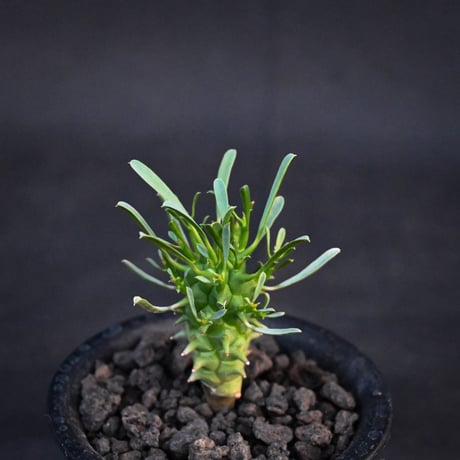 Euphorbia schoenlandii / ユーフォルビア スコエランディ 闘牛角【実生】