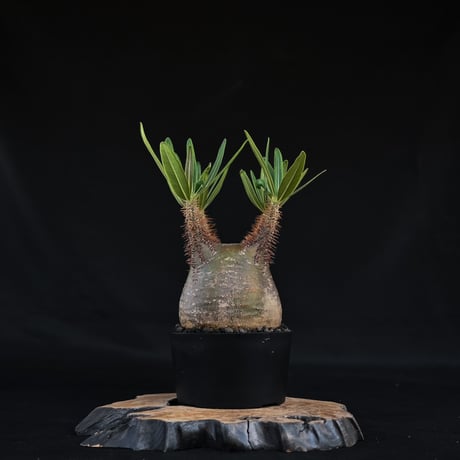 Pachypodium rosulatum var. gracilius / パキポディウム グラキリウス (グラキリス)【微発根】