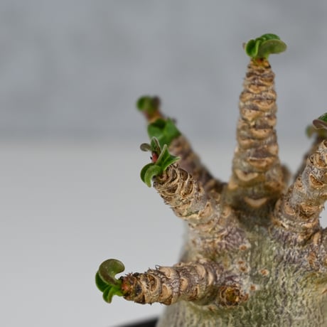 Adenium arabicum 'D.H.A.' / アデニウム アラビカム 獅子葉  【発根済】+ 信楽焼