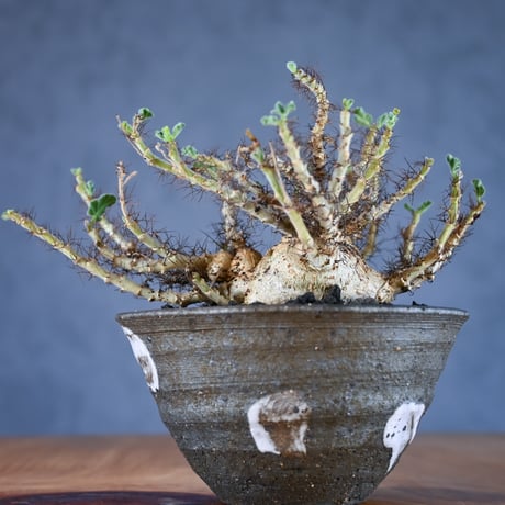 Jatropha marginata / ヤトロファ マルギナータ 【発根済】+ 信楽焼