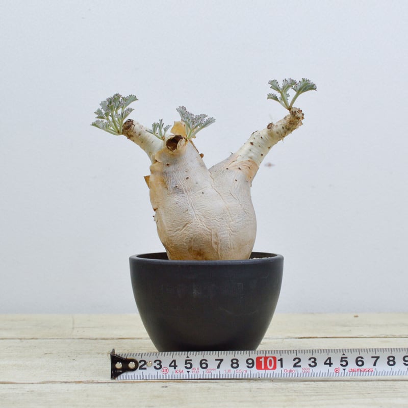 Cyphostemma betiforme Somalia / キフォステンマ ベティフォルメ Cyphostemma betiforme Somalia / キフォステンマ ベティフォルメ