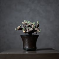 Monsonia multifida  (Sarcocaulon multifidum) / モンソニア ムルチフィダ (サルコカウロン ムルチフィズム) 【発根済】+ 鉢 : 後藤 瑞葉 氏