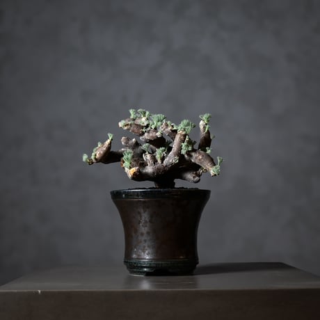 サルコカウロンムルチフィズム | STORES