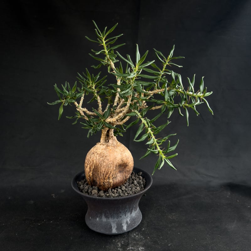 Premium Line】Pachypodium bispinosum / パキポディウム