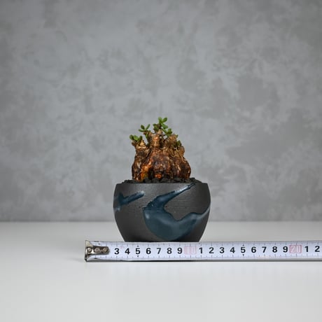 Ceraria pygmaea / ケラリア ピグマエア 【発根済】+ 信楽焼