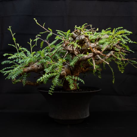 CATEGORY ボスウェリア | GREEN MONSTERS