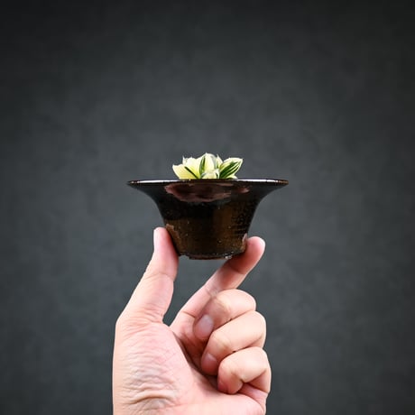 Haworthia 'Juliana' ( 'Mirrorball' X cooperi var. truncata variegated ) / ハオルチア ジュリアナ + 信楽焼