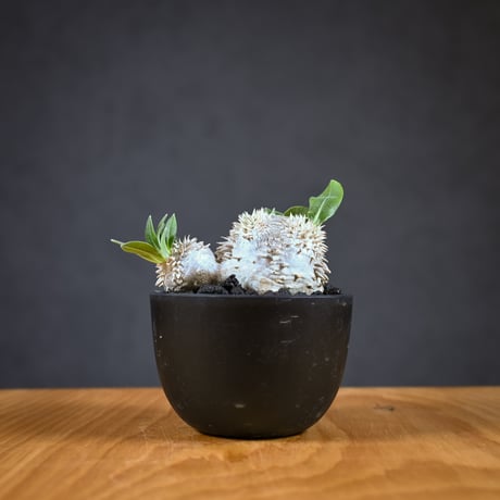 Pachypodium ' Densicaule ' / パキポディウム デンシカウレ 恵比寿大黒 (恵比須大黒)【実生】