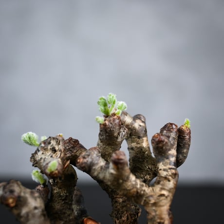 Pelargonium mirabile / ペラルゴニウム ミラビレ 【枝挿】【微発根】