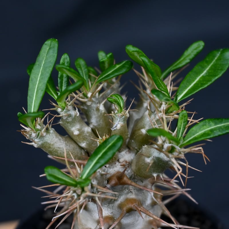Pachypodium ambongense / パキポディウム アンボンゲンセ Pachypodium ambongense / パキポディウム アンボンゲンセ