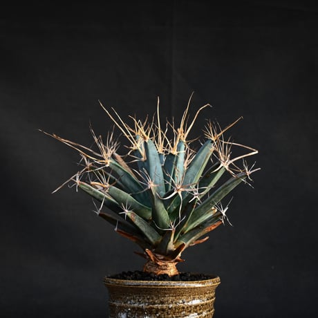 Leuchtenbergia principis / レウクテンベルギア プリンキピス 晃山 【発根済】
