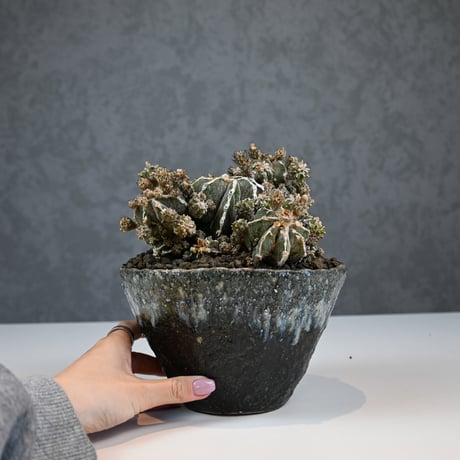 Astrophytum myriostigma f. monstrosa / アストロフィツム 子吹き鸞鳳玉 石化 (モンストローサ) (ランポー)【実生】 + 信楽焼