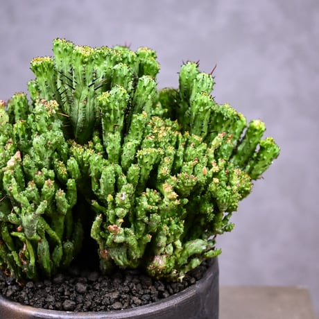 Euphorbia enopla f. monstrosa cristata / ユーフォルビア エノプラ 石化 綴化【実生】 + 信楽焼