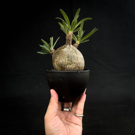 Pachypodium rosulatum var. gracilius / パキポディウム グラキリス 【微発根】