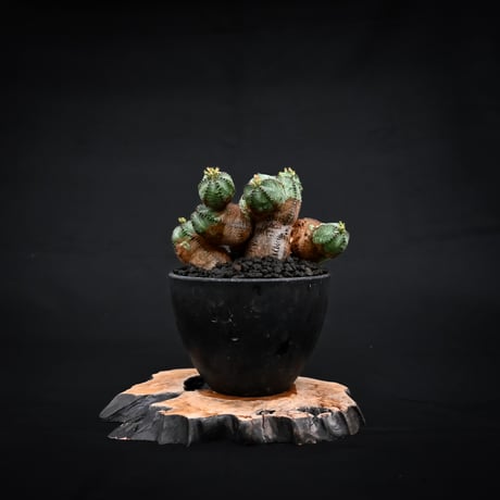 Euphorbia  'ObesaBlow' / ユーフォルビア オベサブロウ 【発根済】
