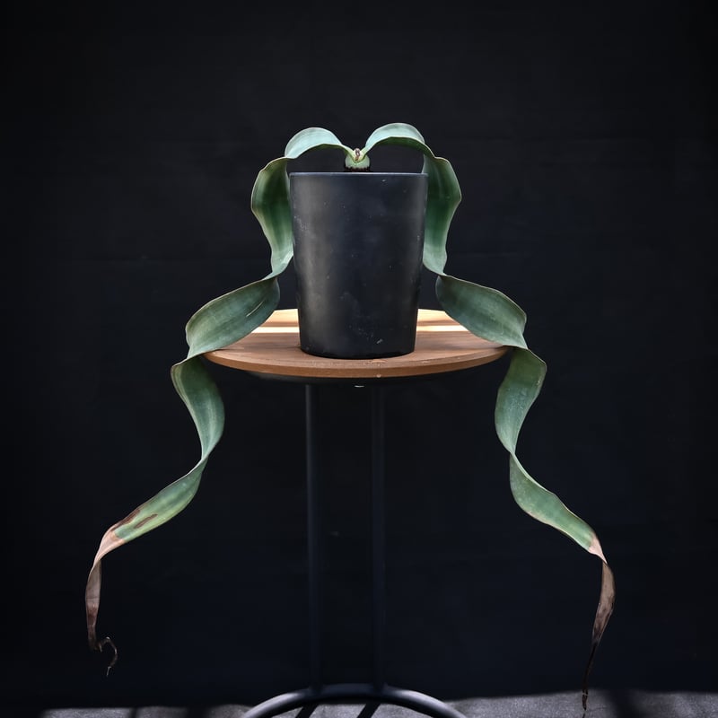 Welwitschia mirabilis / ウェルウィッチア ミラビリス 奇想天外【発根