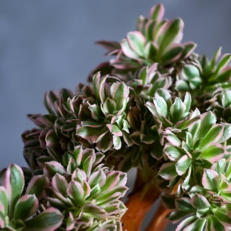 Aeonium arboreum f. variegated 'Pink Witch' f. cristata / アエオニウム 錦 'ピンクウィッチ' クリスタータ (綴化) 【自根】+ 信楽焼鉢