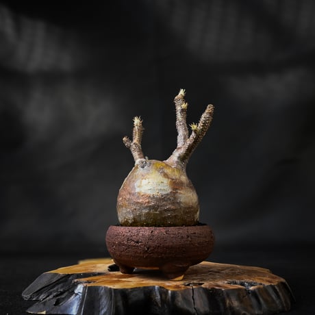 Pachypodium rosulatum var. gracilius / パキポディウム グラキリス 【微発根】