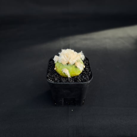 Lophophora diffusa / ロフォフォラ ディフューサ 翠冠玉 【実生】