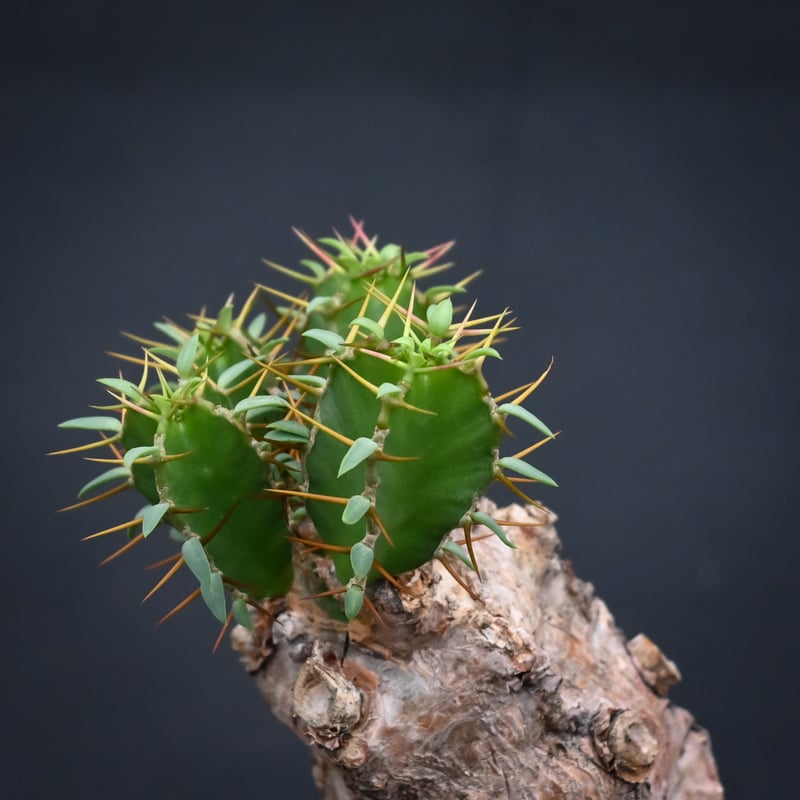 Euphorbia mlanjeana / ユーフォルビア ムランジーナ 【発根済】 | GR