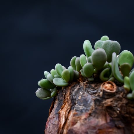 Ceraria pygmaea / ケラリア ピグマエア 【発根済】 [雌雄未判別]