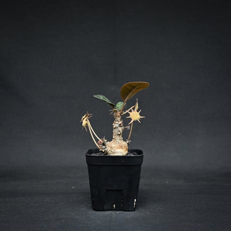 フォエチダ | STORES