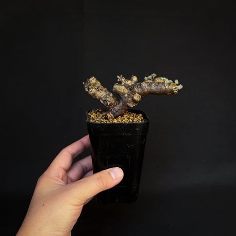 Monsonia multifida  (Sarcocaulon multifidum) / モンソニア ムルチフィダ (サルコカウロン ムルチフィズム)[微発根]