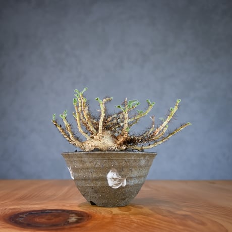 Jatropha marginata / ヤトロファ マルギナータ 【発根済】+ 信楽焼