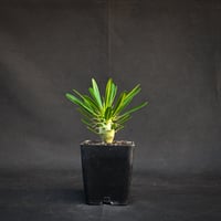 Pachypodium ambongense / パキポディウム アンボンゲンセ 【実生】