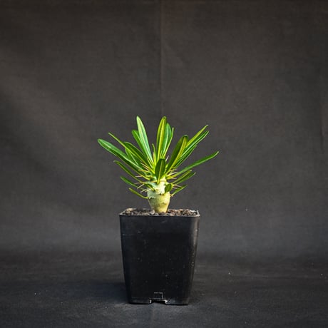 パキポディウムアンボンゲンセ | STORES