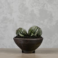 Euphorbia horrida / ユーフォルビア ホリダ + 信楽焼