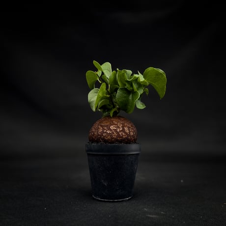 Dioscorea elephantipes / ディオスコレア エレファンティペス【 アフリカ 亀甲竜 】