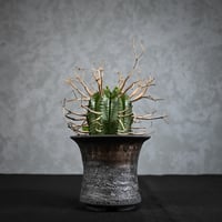 Euphorbia meloformis spp. Super Valida / ユーフォルビア スーパーバリダ 【雄株】【高木実生】 + 信楽焼