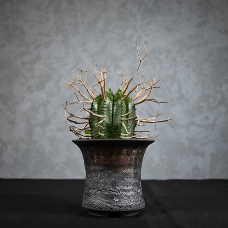 ユーフォルビア オベサ バリダ 実生 5株ずつセット❗️ CATEGORY